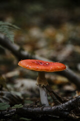 Amanita muscaria Macro photo. Concept of environment and nature of autumn forest in detail. Lonely red fly agaric is poisonous and dangerous inedible mushroom that grows in autumn forest.