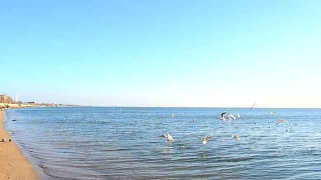 Beach and sea. Seagulls on a beach