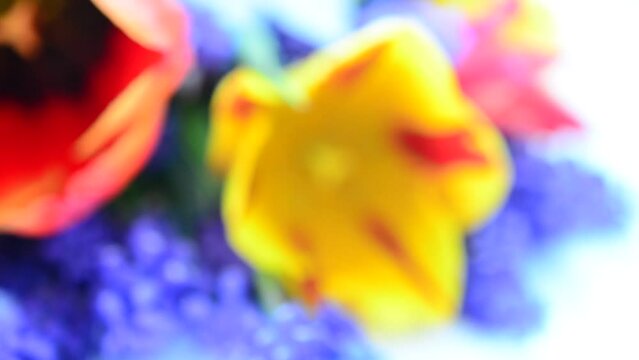 Spring bouquet. Shooting on a white background