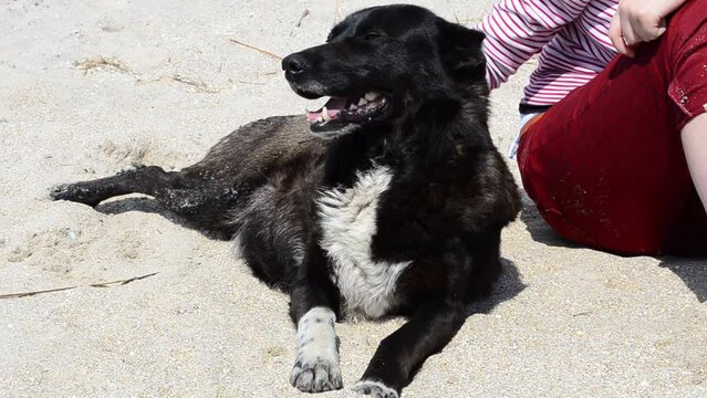 	Stray dog on a beach. Stray dog on a beach