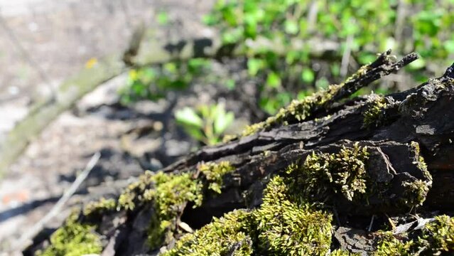 Moss and tree. Spring in April