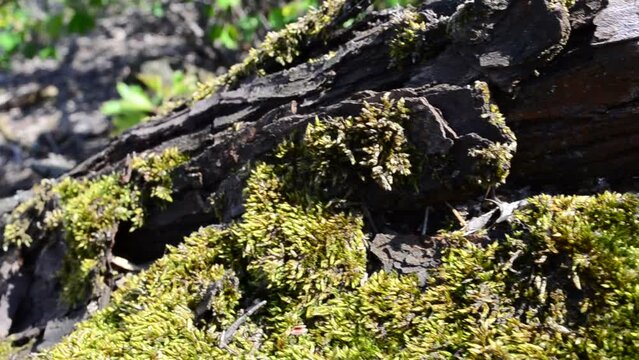 Shooting in April. Moss on a tree, in the spring