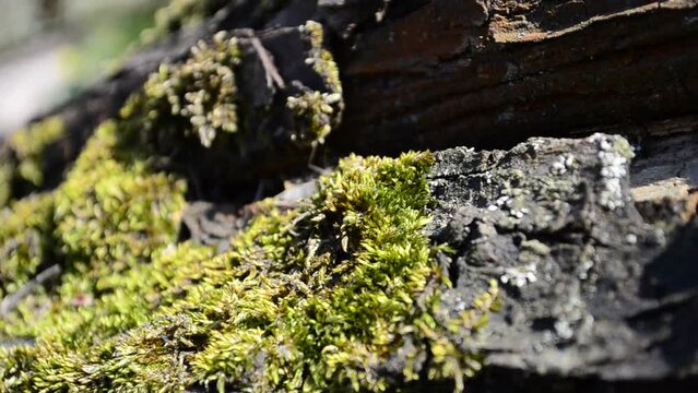 Moss on a tree, in the spring. Shooting in April