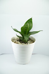 Mini Sensivera plant in white pot on white background