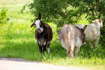 Herd of wild horses on a road at Custer State Park in South Dakota