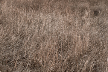 Yellowed dry grass on the field. Stems of dry tall vegetation, yellowed meadow grass, horizontal background
