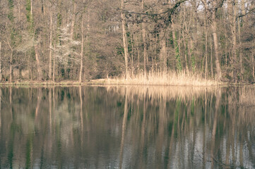 Lake among the forest overgrown with reeds, bushes and trees, colorful autumn