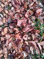 autumn leaves on the ground