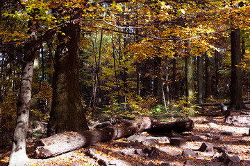 jesień, krajobraz jesienny, autumn, nature, las lisciasty, bar, las, drzewa, knieje, forest,...
