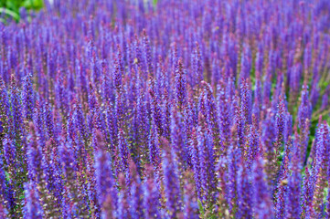 Field of blooming sage in bright sunlight. Salvia officinalis or sage, perennial plant, blue purple flowers