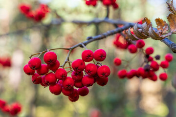 Jarząb pospolity, zbliżenie makro na czerwone owoce.
