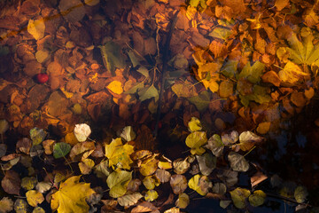 Yellow autumn leaves in the water illuminated by sunlight