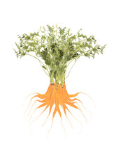 carrotsil, a tree made from carrots isolated on white
