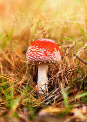 Red fly agaric in dry grass in the autumn forest against the background of sunlight. Dangerous mushrooms, beautiful fairy-tale mushrooms