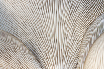 close-up of the lamina of the fungus, oyster mushroom
