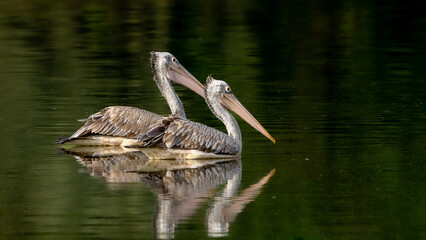 spot-billed pelican (Pelecanus philippensis) or gray pelican
