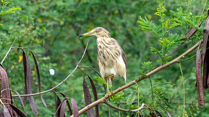 Pond herons (Ardeola)