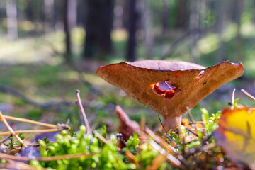 Brązowy grzyb w lesie, mleczaj rudy, słoneczny dzień, zielona ściółka, ujęcie makro. 