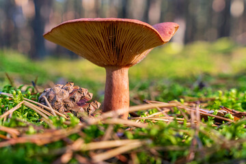 Brązowy grzyb w lesie, mleczaj rudy, słoneczny dzień, zielona ściółka, ujęcie makro.  © Aneta