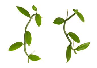 Vanilla green leaves on tranparent background.