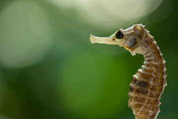 Thorny Seahorse or Hippocampus on nature background.