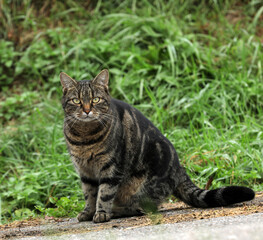Cat curiously sits on a dirt road