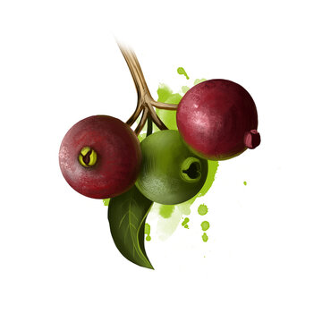 Strawberry fruit isolated on white. Psidium cattleyanum, commonly known as Cattley or cherry guava. Purple red cattley guava, red strawberry and red cherry guava. Digital art watercolor illustration.