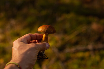 Boletus edulis mushroom gathering in autumn forest