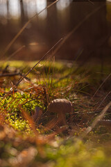 Boletus edulis mushroom gathering in autumn forest