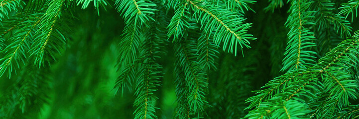 Panoramic header Web banner with christmas tree. Christmas and New years eve Background.