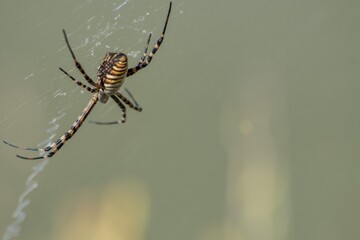 Araña de la familia Argiope