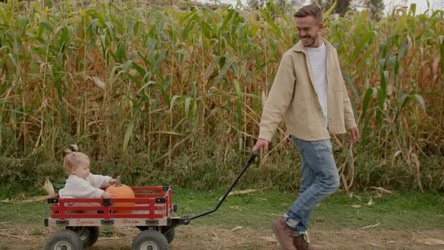 Father pulls daughter in wagon in cornfield