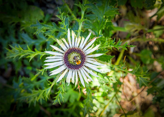 Silberdistel mit Hummel