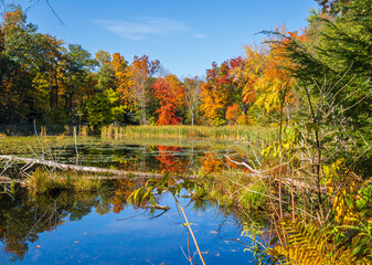 Autumn leaves reflected in a pond