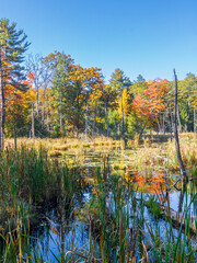 Pond in autumn under a blue sky