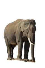 Fototapeta na wymiar An Indian elephant with one trunk isolated on white