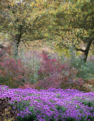 Layers of deep autumn colours and textures iat RHS Hyde Hall garden near Chelmsford, Essex, UK.