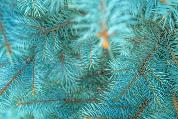 Blue spruce close up background with copy space, macro photo