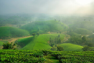 THE TEA PLANTATIONS BACKGROUND , TEA PLANTATIONS IN MORNING LIGHT. LONG CO, PHU THO, VIETNAM