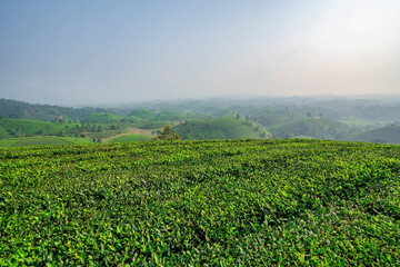 Fototapeta na wymiar THE TEA PLANTATIONS BACKGROUND , TEA PLANTATIONS IN MORNING LIGHT. LONG CO, PHU THO, VIETNAM