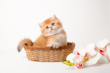 Fototapeta na wymiar a very cute, fluffy, British breed kitten in a basket on a white background