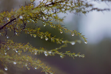 autumn rain