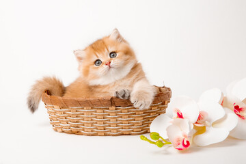 a very cute, fluffy, British breed kitten in a basket on a white background