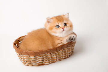 Obraz na płótnie Canvas a very cute, fluffy, British breed kitten in a basket on a white background