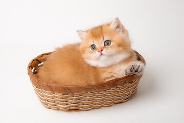 Obraz na płótnie Canvas a very cute, fluffy, British breed kitten in a basket on a white background