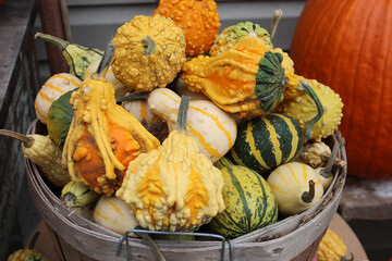 Fall harvest gourds