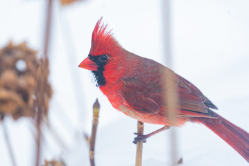 Closeup of red Northern Cardinal bird in winter snow storm