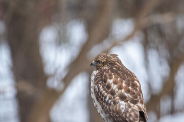 Hawk perched near snowy bare forest in winter