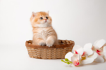 Fototapeta na wymiar a very cute, fluffy, British breed kitten in a basket on a white background
