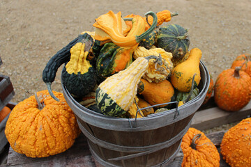 Fall harvest gourds